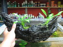Anubias and Lagenandra,آنوبیاس,آنوبیس
